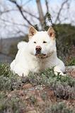 AKITA AMERICAIN 405